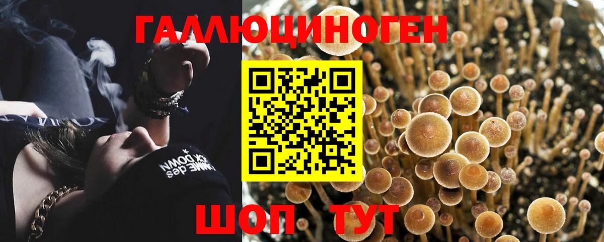 Псилоцибиновые грибы мицелий Алексеевка